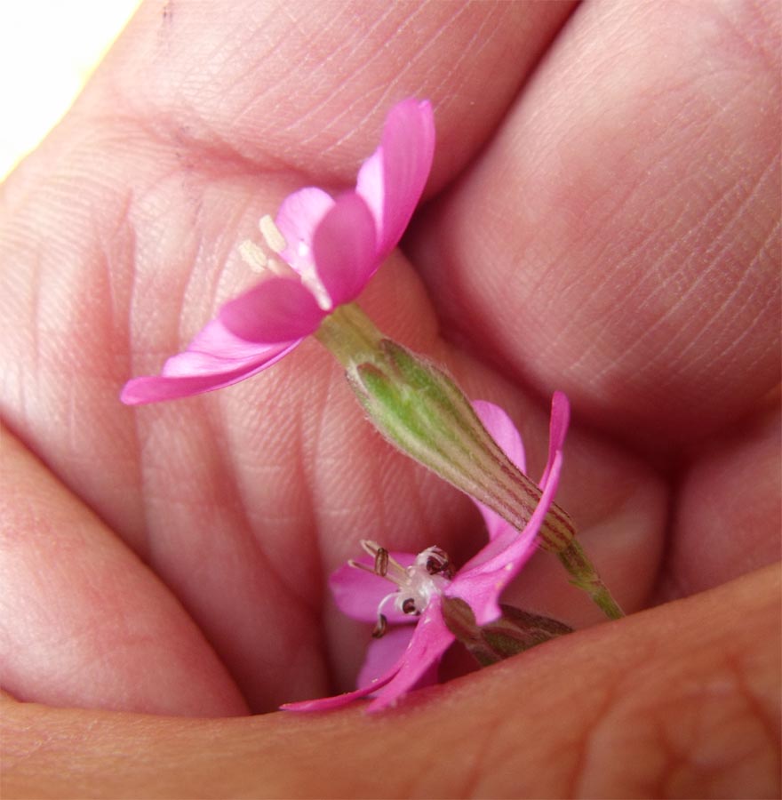 Dal Gargano,  Silene colorata s.l.