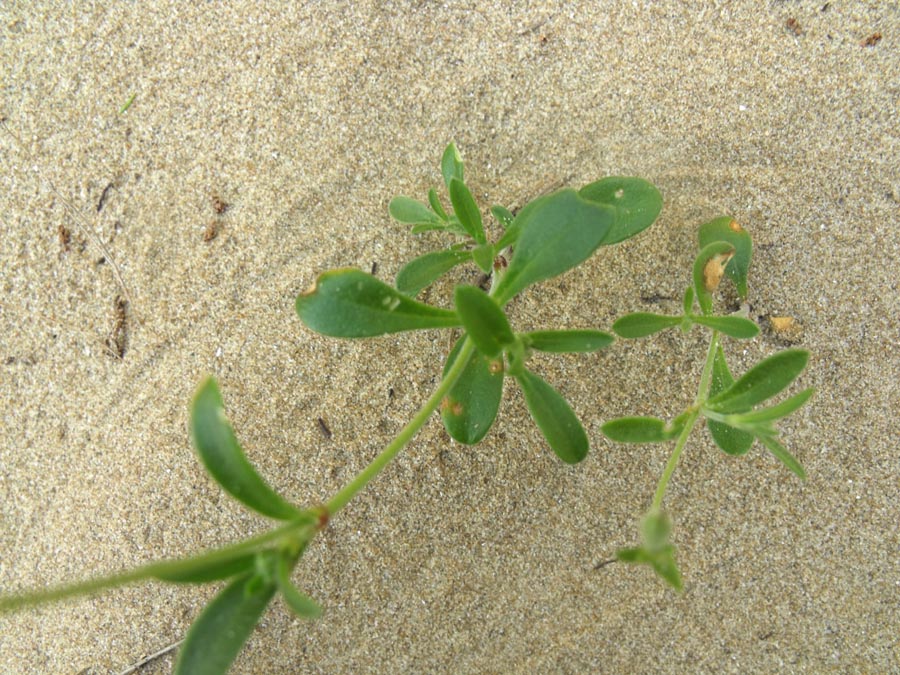 Dal Gargano,  Silene colorata s.l.