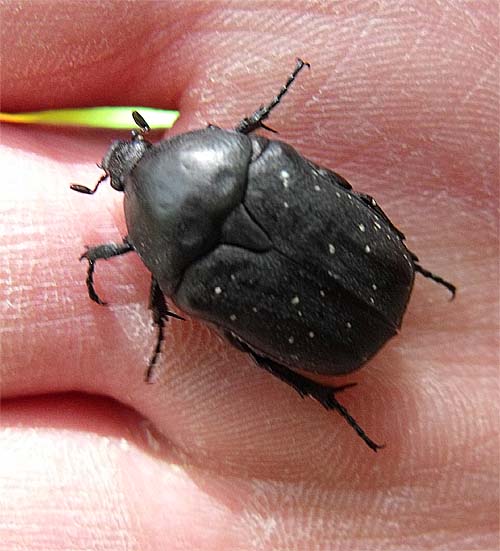 Cetoniidae: Protaetia morio?  Sì !