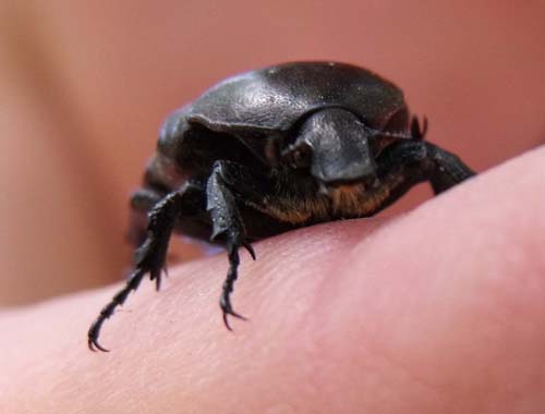 Cetoniidae: Protaetia morio?  Sì !