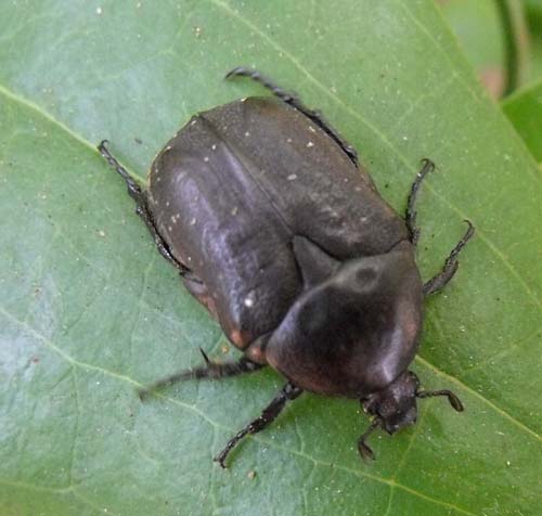 Cetoniidae: Protaetia morio?  Sì !