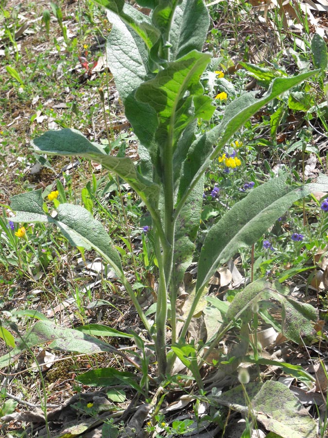 Verbascum da ID