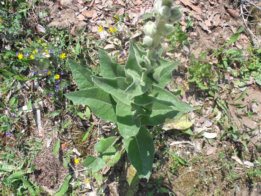Verbascum da ID