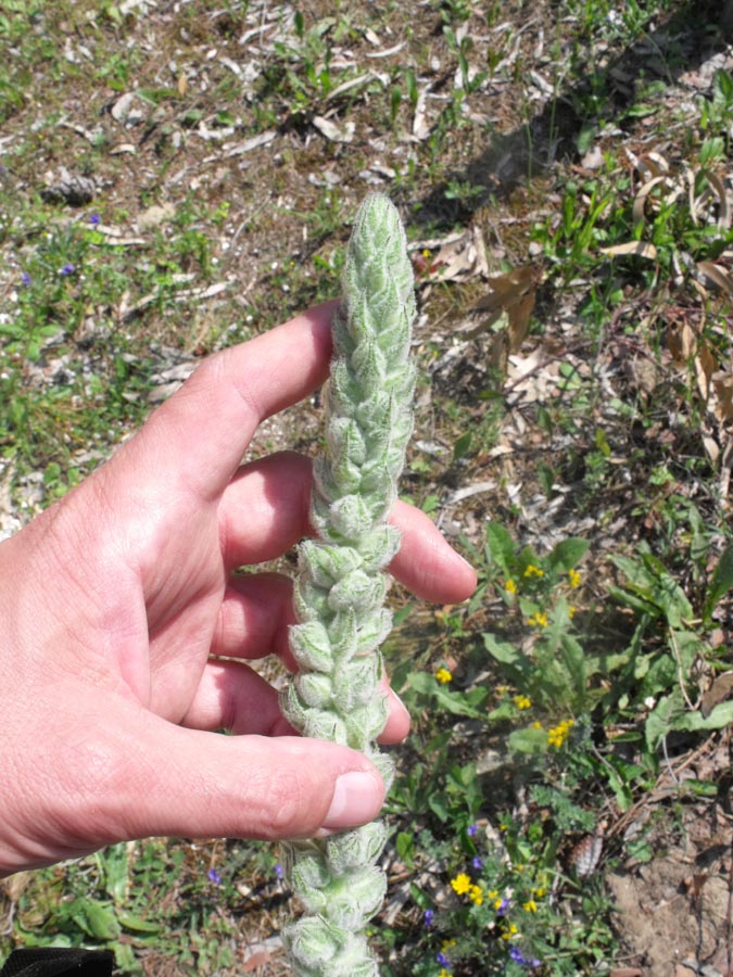 Verbascum da ID