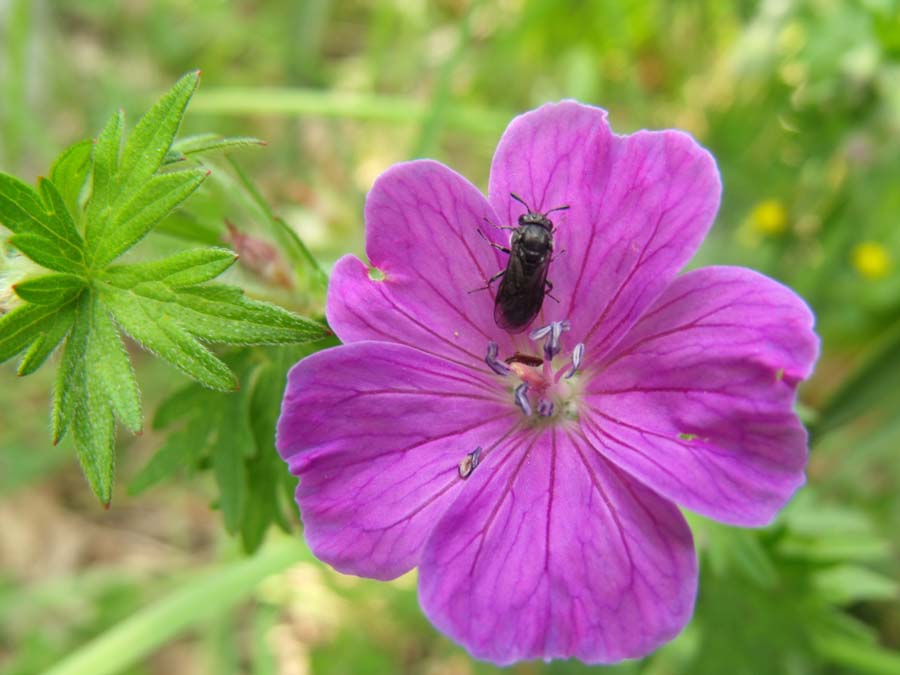 Determinazione vespina: Corynis obscura?