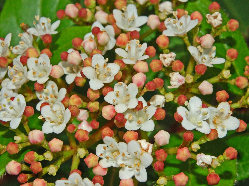 Viburnum tinus e Sambucus nigra