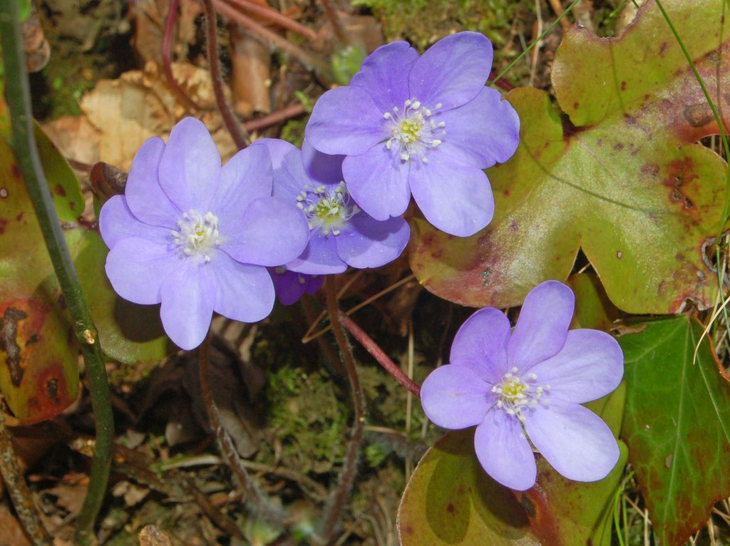 Hepatica nobilis / Erba trinità