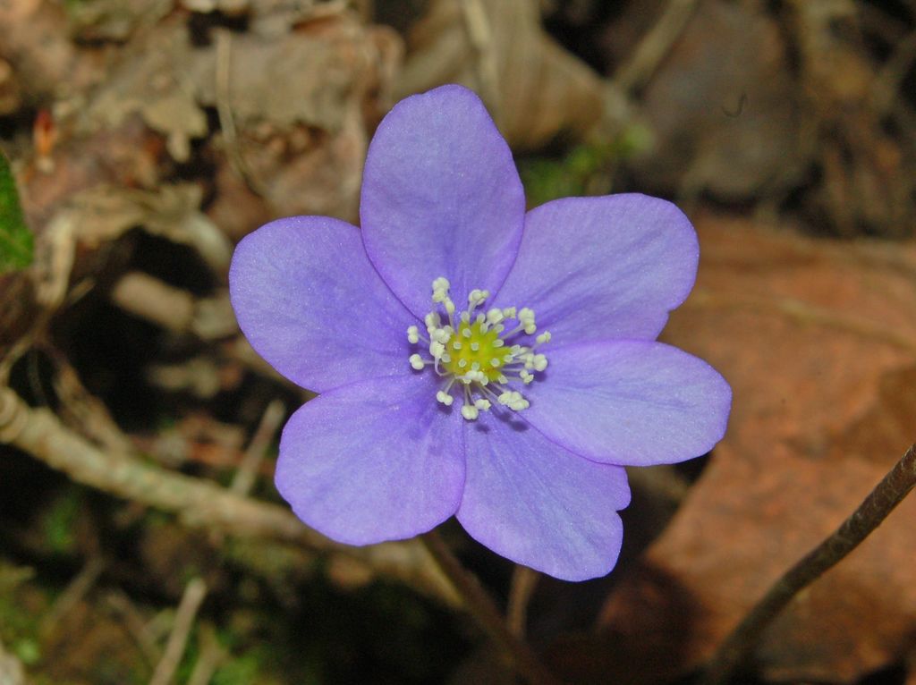 Hepatica nobilis / Erba trinità