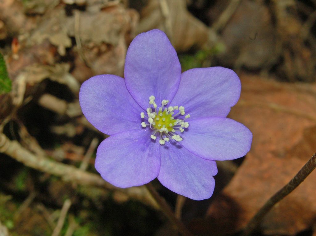 Hepatica nobilis / Erba trinit