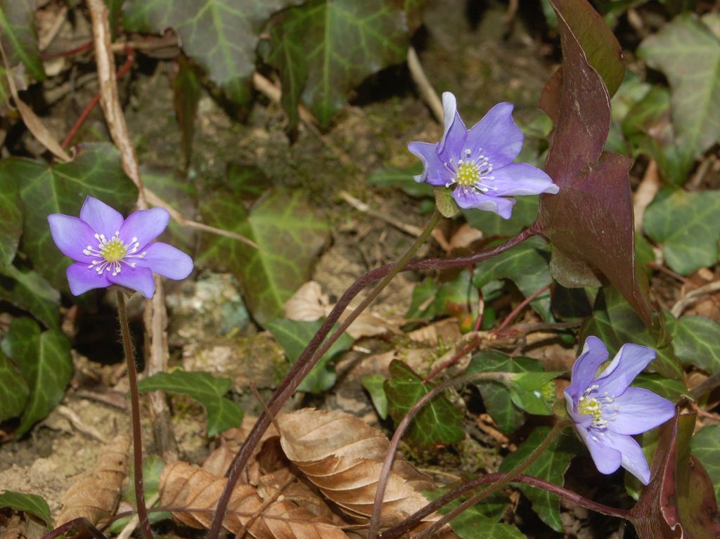 Hepatica nobilis / Erba trinità