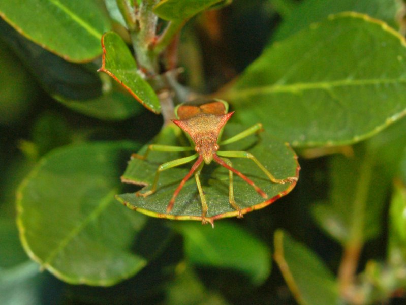 Coreidae: Gonocerus insidiator delle alture genovesi
