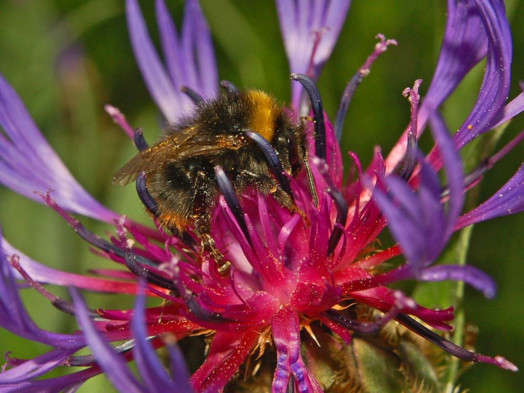 Quale bombus?