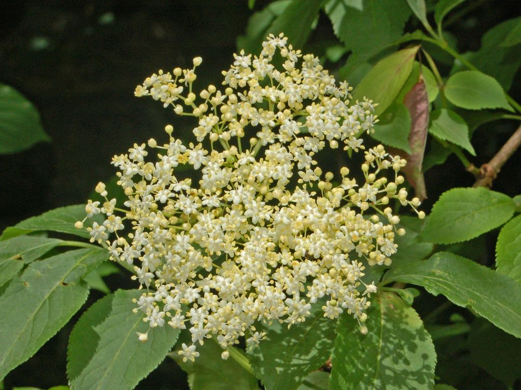 Viburnum tinus e Sambucus nigra