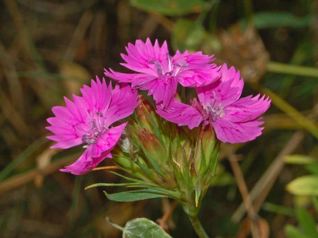 Dianthus balbisii / Garofano di Balbis