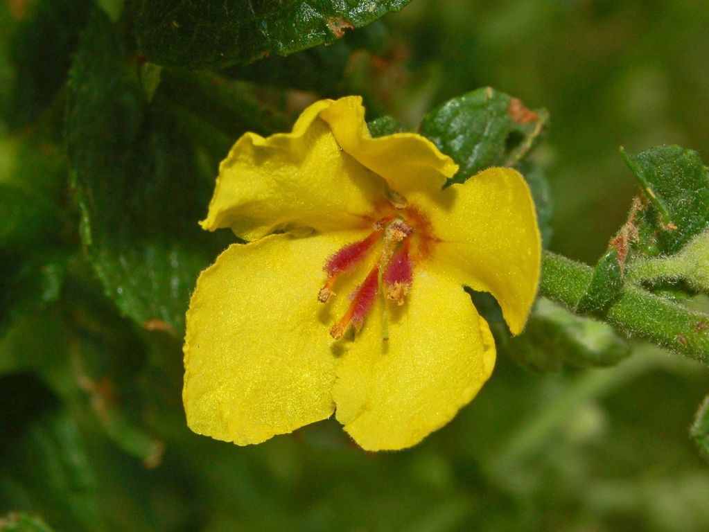 Un altro Verbascum ?