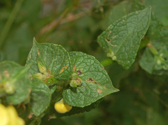Un altro Verbascum ?