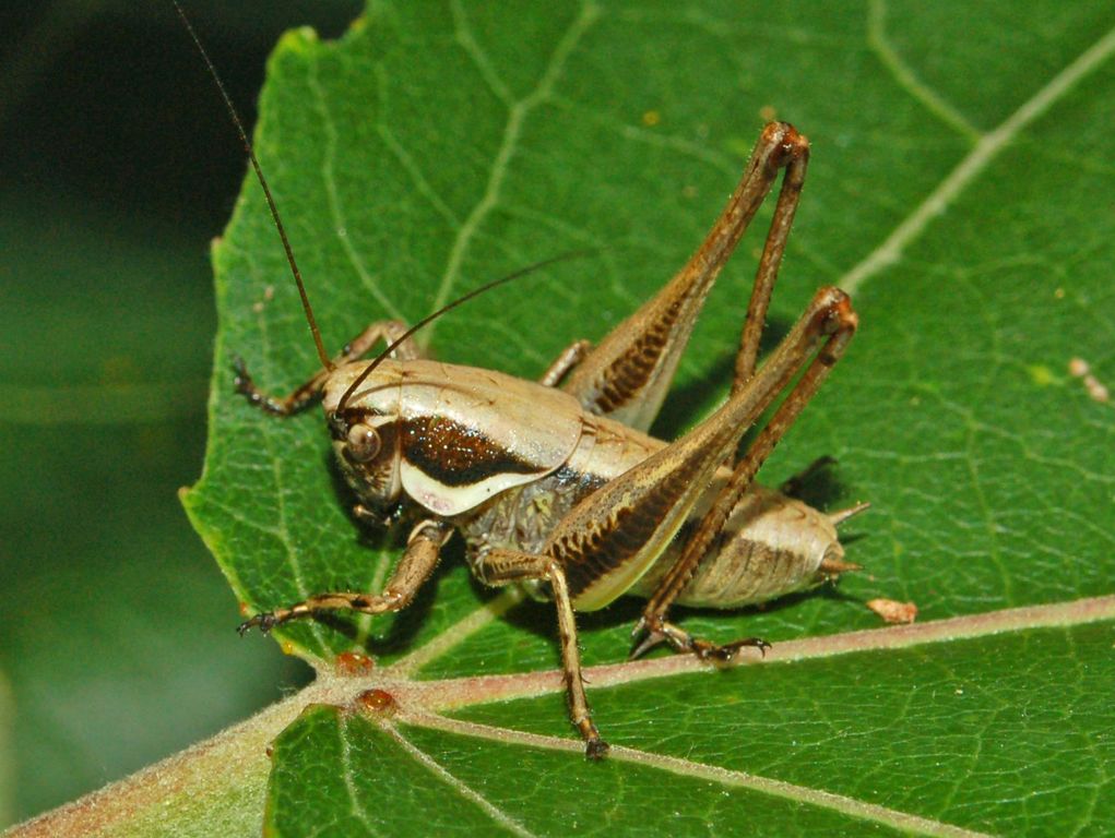 Una cavalletta spinosa: Pholidoptera fallax