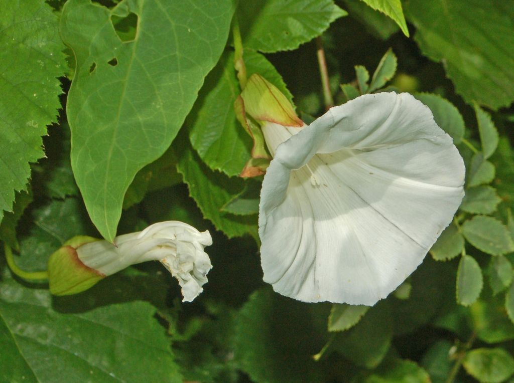 Convolvulus silvaticus (=Calystegia sylvatica) / Vilucchio maggiore