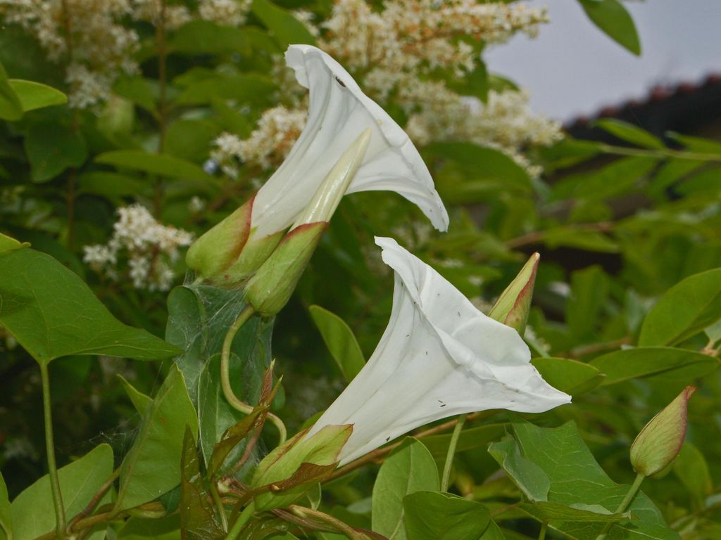 Convolvulus silvaticus (=Calystegia sylvatica) / Vilucchio maggiore