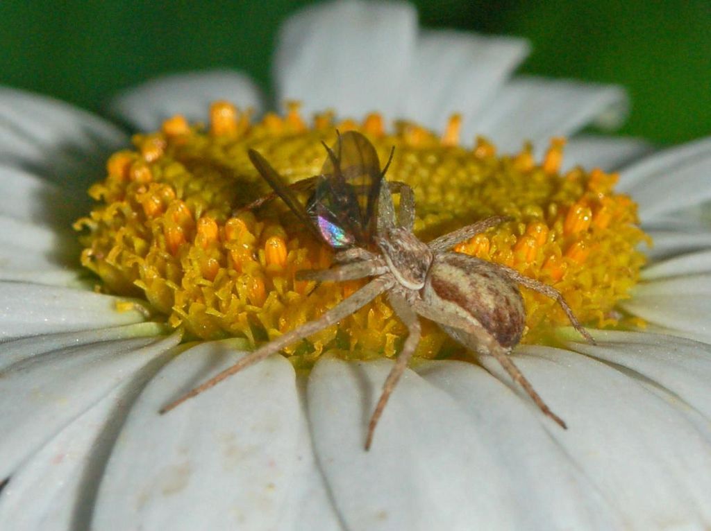 Philodromus sp. o Thanatus sp.
