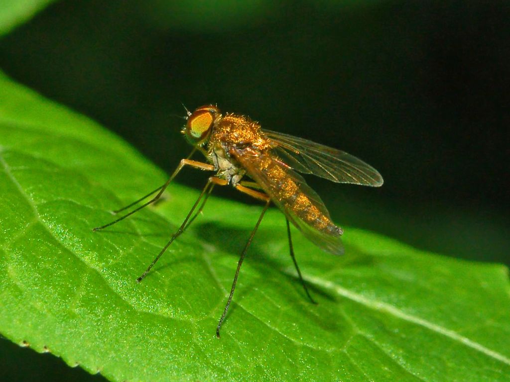 Rhagionidae, Chrysopilus sp. ♂