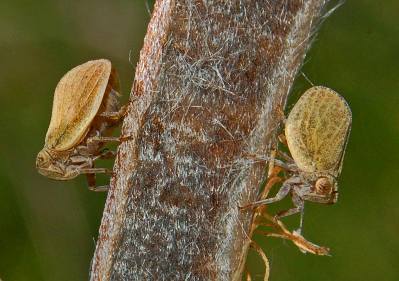 Omotteri allo specchio - Hysteropterum sp