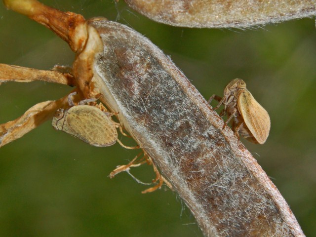 Omotteri allo specchio - Hysteropterum sp