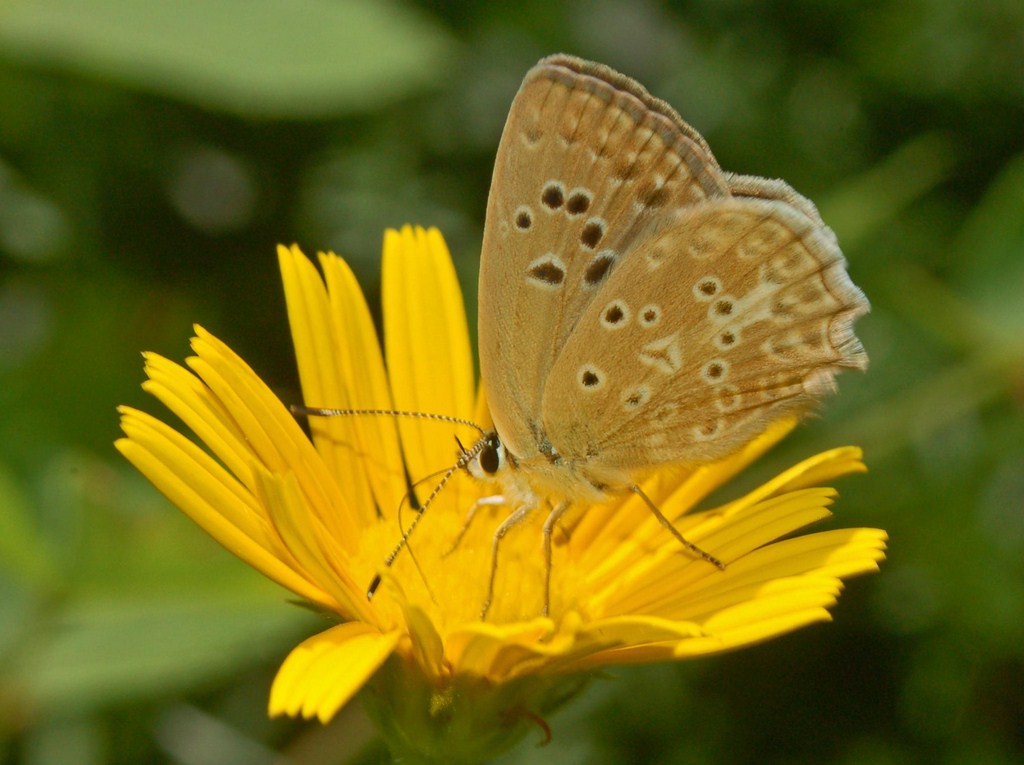 Polyommatus (Meleageria) daphnis