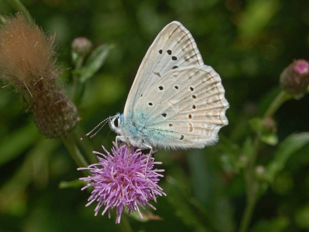 Polyommatus (Meleageria) daphnis