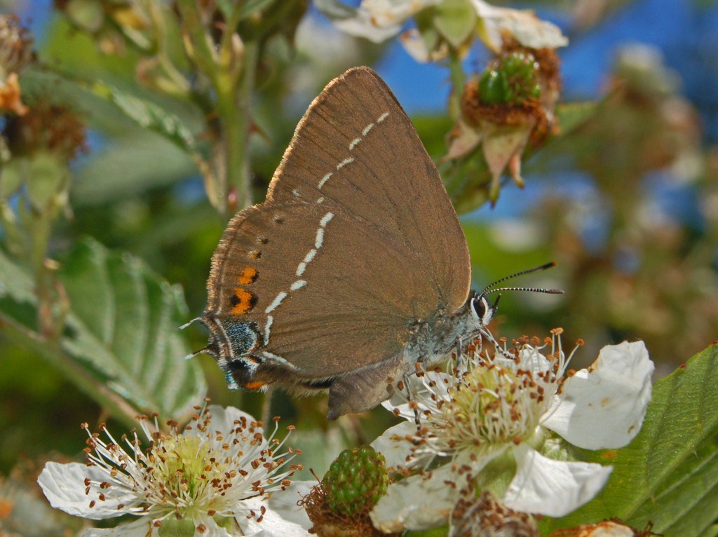 Due Satyrium da determinare