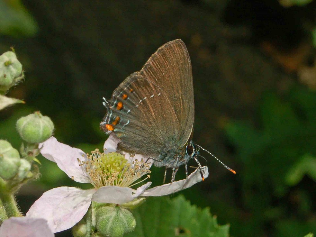 Due Satyrium da determinare