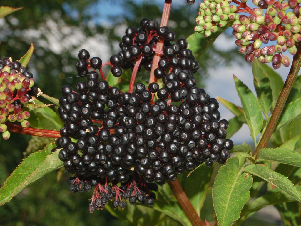 Viburnum tinus e Sambucus nigra