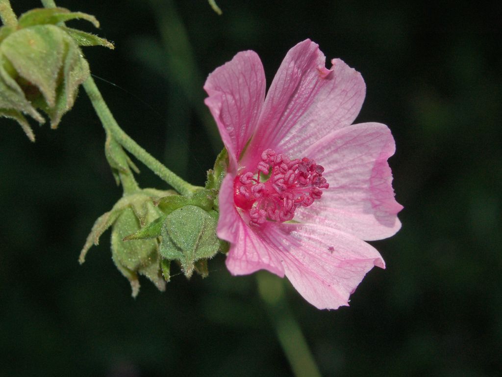 Althaea cannabina / Altea canapina