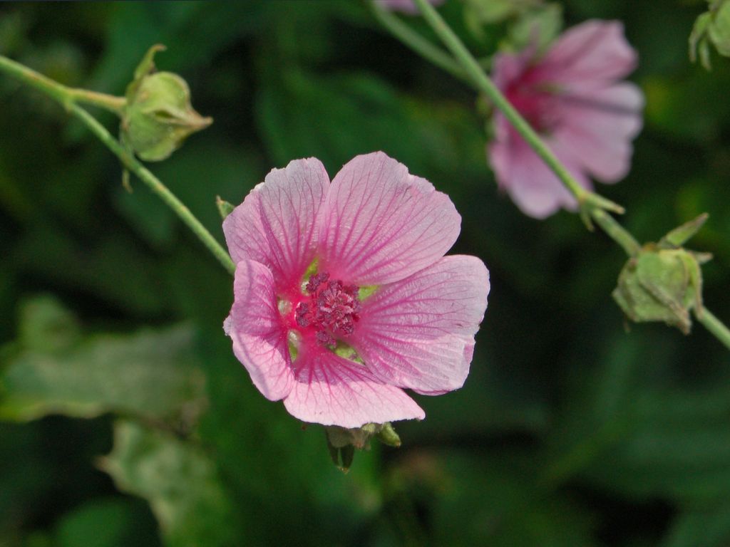 Althaea cannabina / Altea canapina