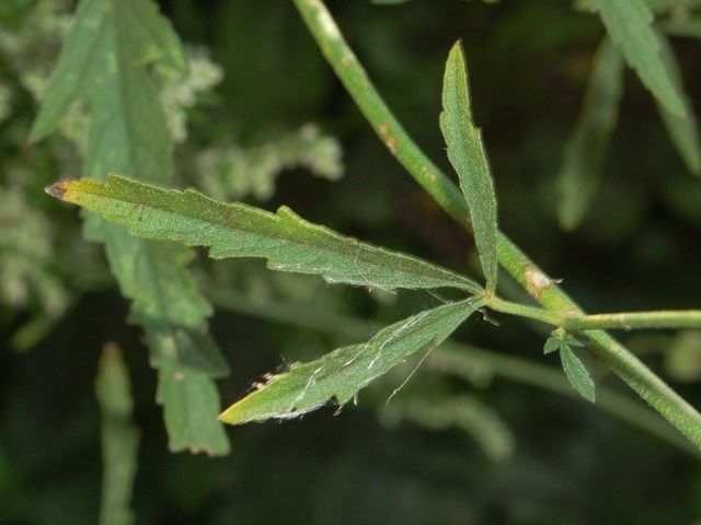 Althaea cannabina / Altea canapina