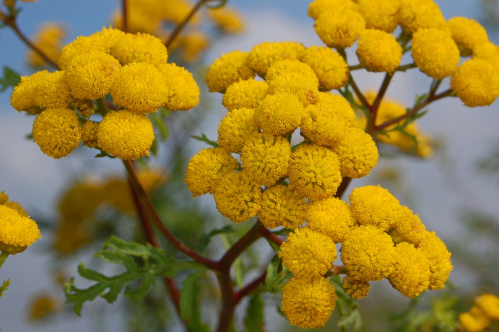 Tanacetum vulgare / Tanaceto