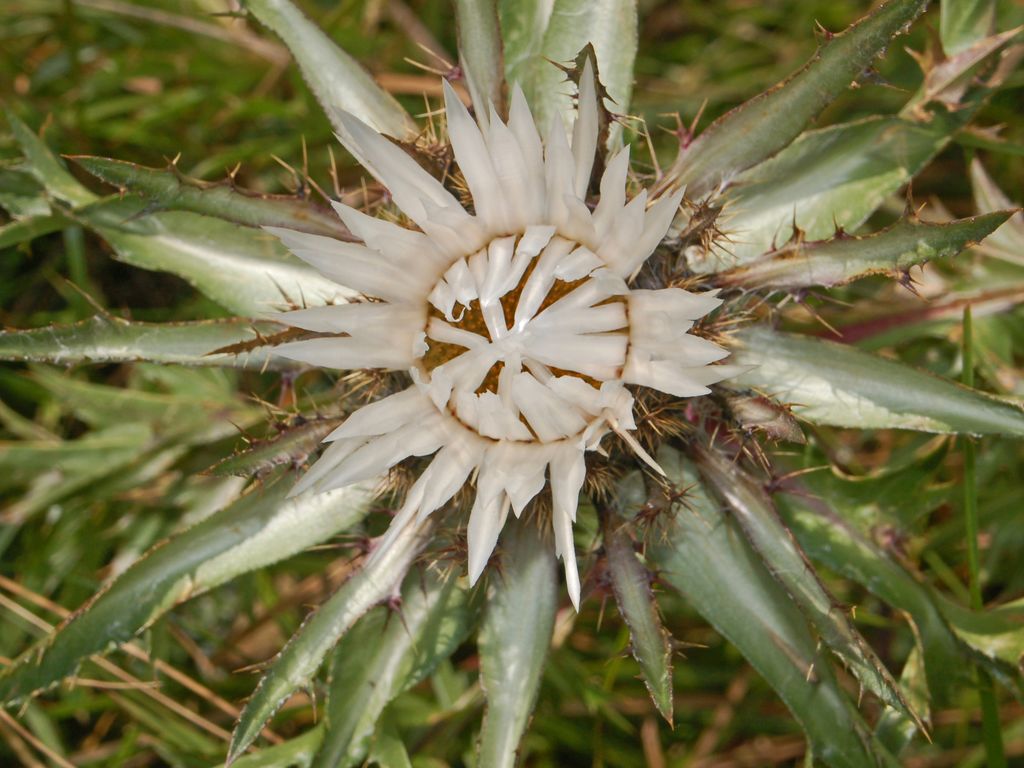 Carlina acaulis