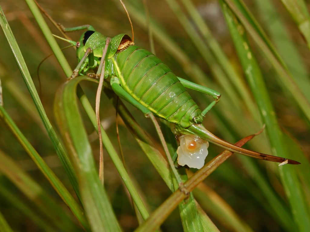 Ancora una domanda ...: Ephippiger sp.