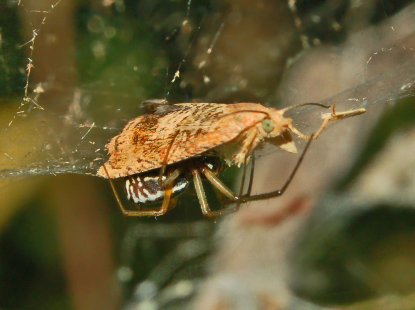Abbraccio mortale: Linyphiidae