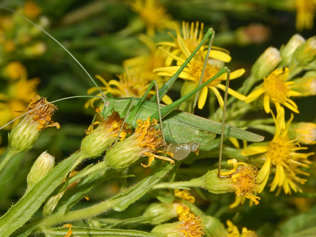 Una cavalletta con i trampoli: Tylopsis lilifolia