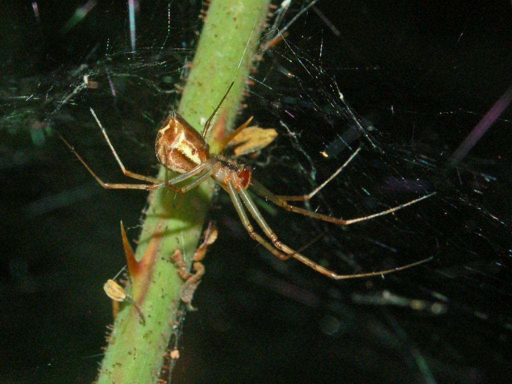 Linyphiidae: un altro esemplare della famiglia?