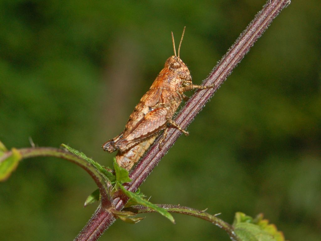 Due cavallette simili - Pezotettix giornae