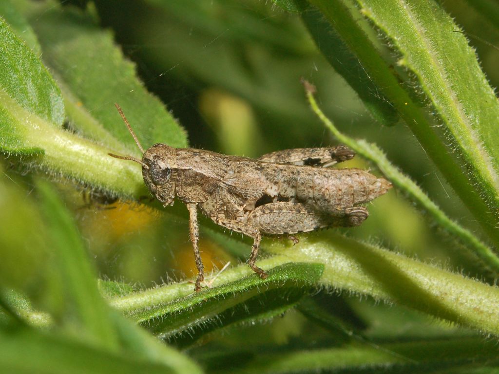 Due cavallette simili - Pezotettix giornae