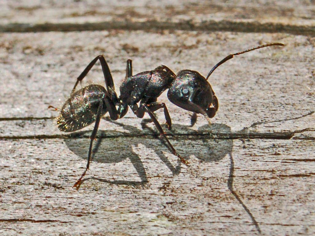 Un formicone: Camponotus vagus (Formicidae)
