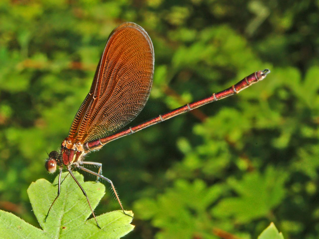 Una bella rossa: Calopteryx haemorrhoidalis occasi