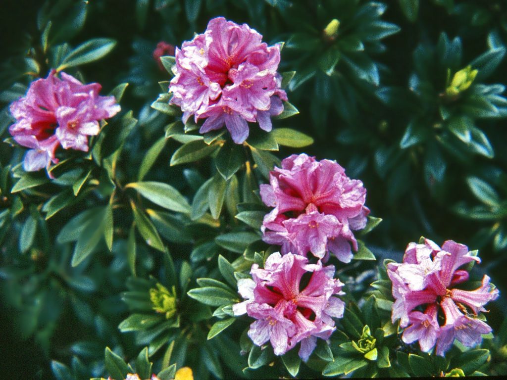 Rhododendron ferruginuem / Rododendro rosso