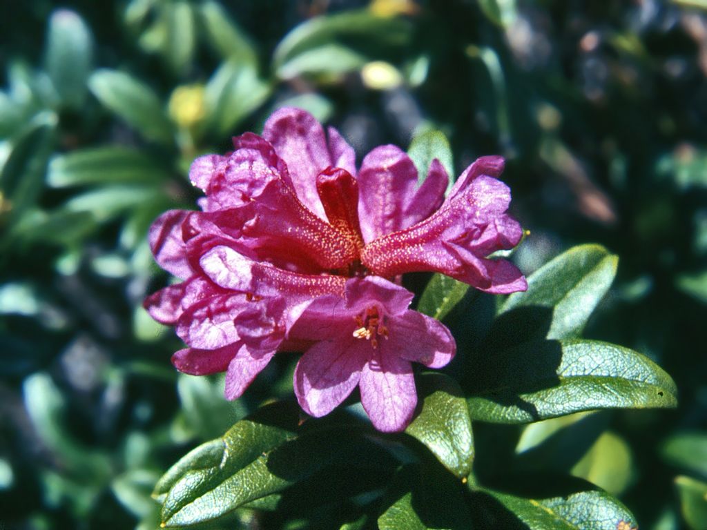 Rhododendron ferruginuem / Rododendro rosso