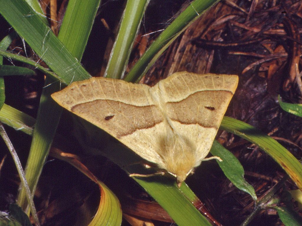 Una farfalla a righe - Crocallis elinguaria