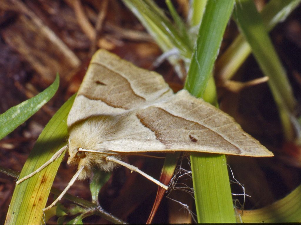 Una farfalla a righe - Crocallis elinguaria