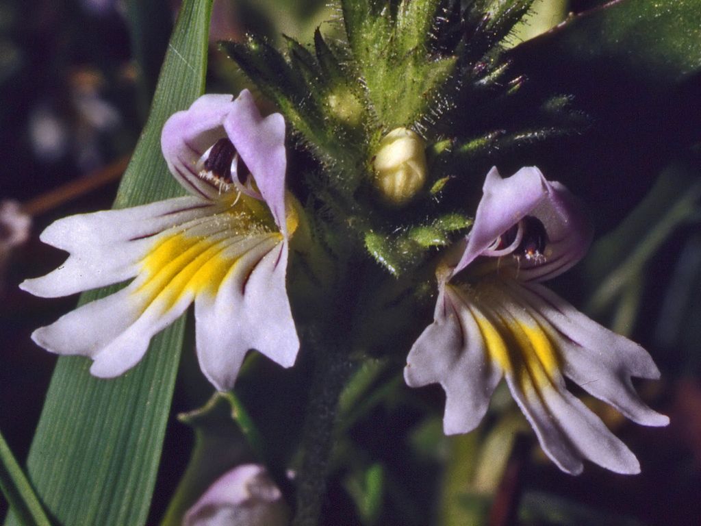Euphrasia sp.